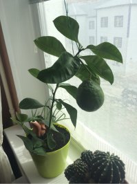 тож из семечки... растет сие чудо на подоконнике, в южном городе Нижневартовске