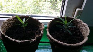 Ногоплодник крупнолистный ГОЛИАФ. 6 месяцев. Заказал 20 семян на AliExpress, пару выжило. Буду растить бонсай