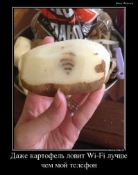 Проделки природы: самые причудливые формы овощей и фруктов