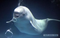 16 удивительных существ, обитающих в морских глубинах