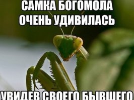 Появление на свет богомолов