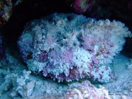 16 удивительных существ, обитающих в морских глубинах