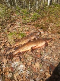 И снова о рыбалке