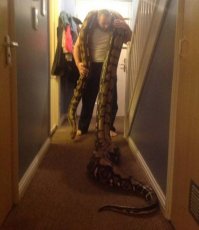 Как понимаю один домашний любимец  другого накормил....