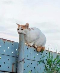 Смешные и пошлые картинки