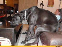 17 собак, которые забыли, как правильно использовать диван