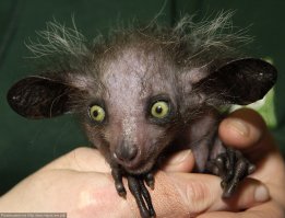 А победитель точно собака?