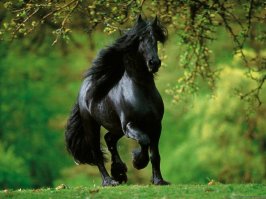 Лошади по моему мнению одни из самых красивых животных