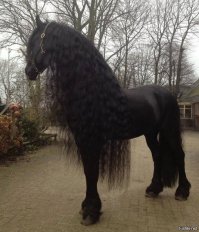 Лошади по моему мнению одни из самых красивых животных