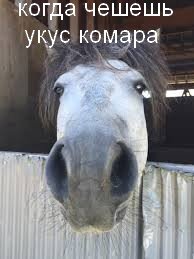 Смешные и пошлые картинки