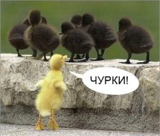 Животные необычных цветов