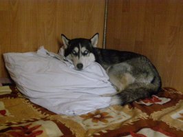 Полностью согласен, но сгонять - рука не поднимается