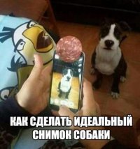 Милые и смешные: вот зачем хозяевам домашних питомцев нужны фильтры для телефона!
