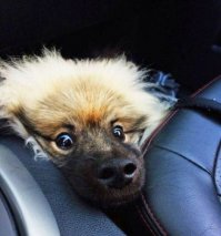 17 собак, которые забыли, как правильно использовать диван