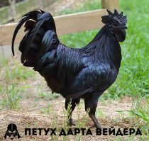 Животные необычных цветов