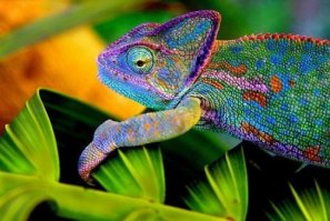 Ой, в природе какие только не встречаются.;)