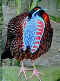 Ой, в природе какие только не встречаются.;)