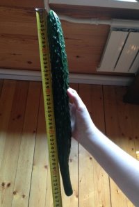 Огурец сильной и независимой...