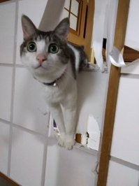 -Дорогая кот опять по кухне шаро.бится.
- дык закрой его в коридоре.
.УЯК!!!