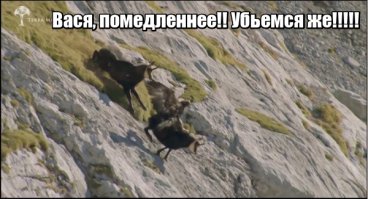 Выжить любой ценой: смертельная схватка орла и серны