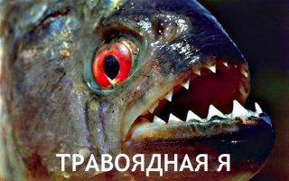 В тульском пруду поймали травоядную пиранью паку