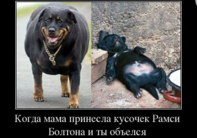 На этой уже просто в покатуху под стол упал