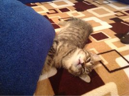 Наш Микки)))