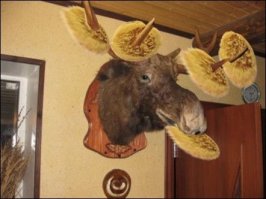 Байка из нэта:
Мы тогда жили рядом с лесом. В одно прекрасное и вполне обычное утро, наша соседка Галина, как водится, пошла на работу. Необычным было то, что по дороге она нашла на земле замёрзшую белку (мы потом так и не выяснили, с какой целью она её подобрала. Может на чучело, может на воротник или же по принципу "в хозяйстве всё сгодится"). В общем, отнесла она белку домой, а сама уехала на работу. Сын к тому времени уже был в школе, а муж в этот день из командировки возвращался.

Через пару часов заглядывает в отдел начальник и говорит нам, что звонит Галкин муж с какими-то странными вопросами, мол всё ли с его женой в порядке, не заметили ли мы чего-нибудь странного и просит срочно отправить её домой.

В общем, оказалась та белка отнюдь не мёртвой, а очень даже живой. Отогрелась в квартире и решила, что она тут хозяйка. А Галя наша, себе на беду, с утра блинов напекла и записку мужу оставила. Белка те блины по всей квартире на просушку и развесила. Особенно расстаралась в коридоре на лосиных рогах. Ну а когда дверь в квартиру стала открываться – спряталась.

А теперь представьте состояние мужа: дома неделю не был, заходит, а там... БЛИНЫ ВЕЗДЕ и записка "Дорогой, это для тебя!"