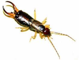 В детстве в деревенских домах у меня вызывали ужас и омерзения двухвостки