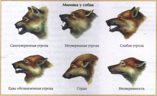 В отличие от людей, собаки не выражают свои эмоции с помощью мимики
---------------
Чё?!