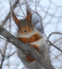 Зимние Белки.