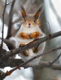 Зимние Белки.