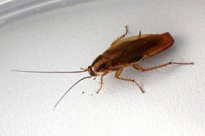 этот вид самый древний и самый современный)))