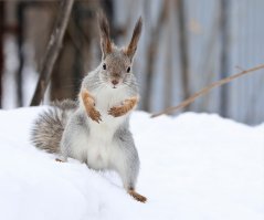 храбрый белк!..