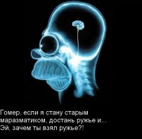 Почему коалам не нужен мозг