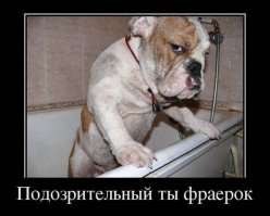 Полная чушь