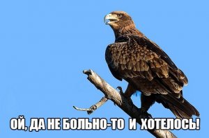 Выжить любой ценой: смертельная схватка орла и серны