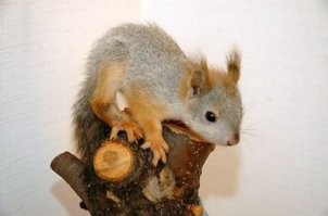 Он из неё чучело в итоге сделал?