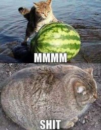 Прикольные картинки. Вечерний выпуск 