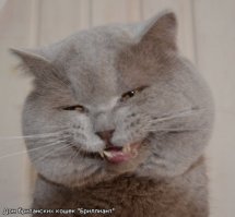 Собаки и кошки: кто важнее