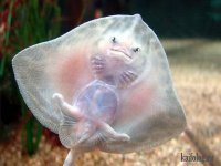 Прикольные картинки. Дневной выпуск