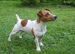 Шустрый <span style='color:gray'>[мат]</span>))) Это случаем не Майло из "Маски"?))