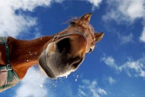 Самый дружелюбный конь не дает журналисту вести репортаж о лошадях