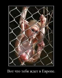 Солянка для Майдана. Часть 157