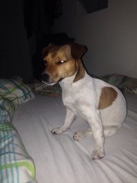 Джек Рассел не собака а батарейка с зубами, вот моя и мы только проснулись,футбольный мяч за 5минут в клочья рвёт