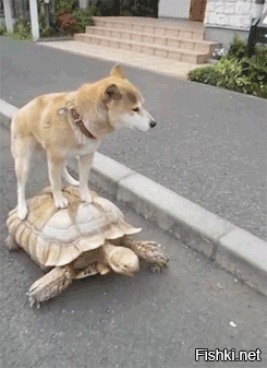 А теперь покатай меня, большая черепаха!!!