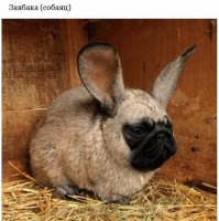 Главное - это не палиться