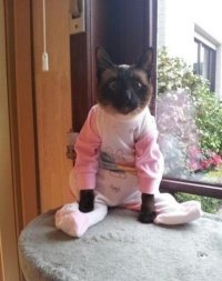 Котэ совсем ох*ел!!!