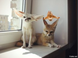 Гибкая белка стала героиней фотошоп-битвы