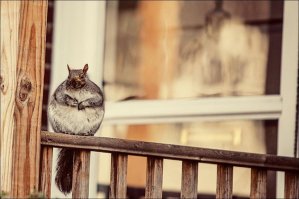 Гибкая белка стала героиней фотошоп-битвы